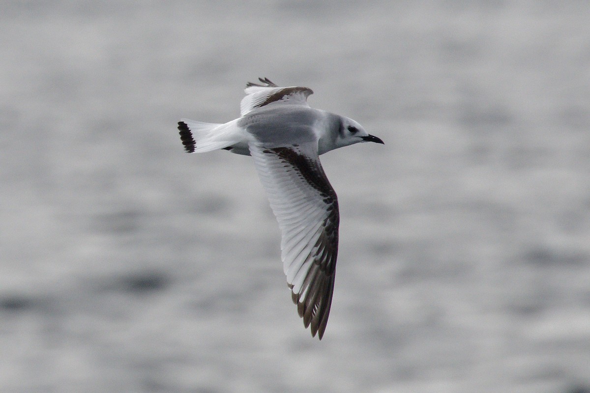 Гурван хуруут цахлай - ML646665204