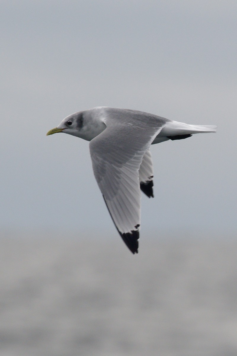 Гурван хуруут цахлай - ML646665205