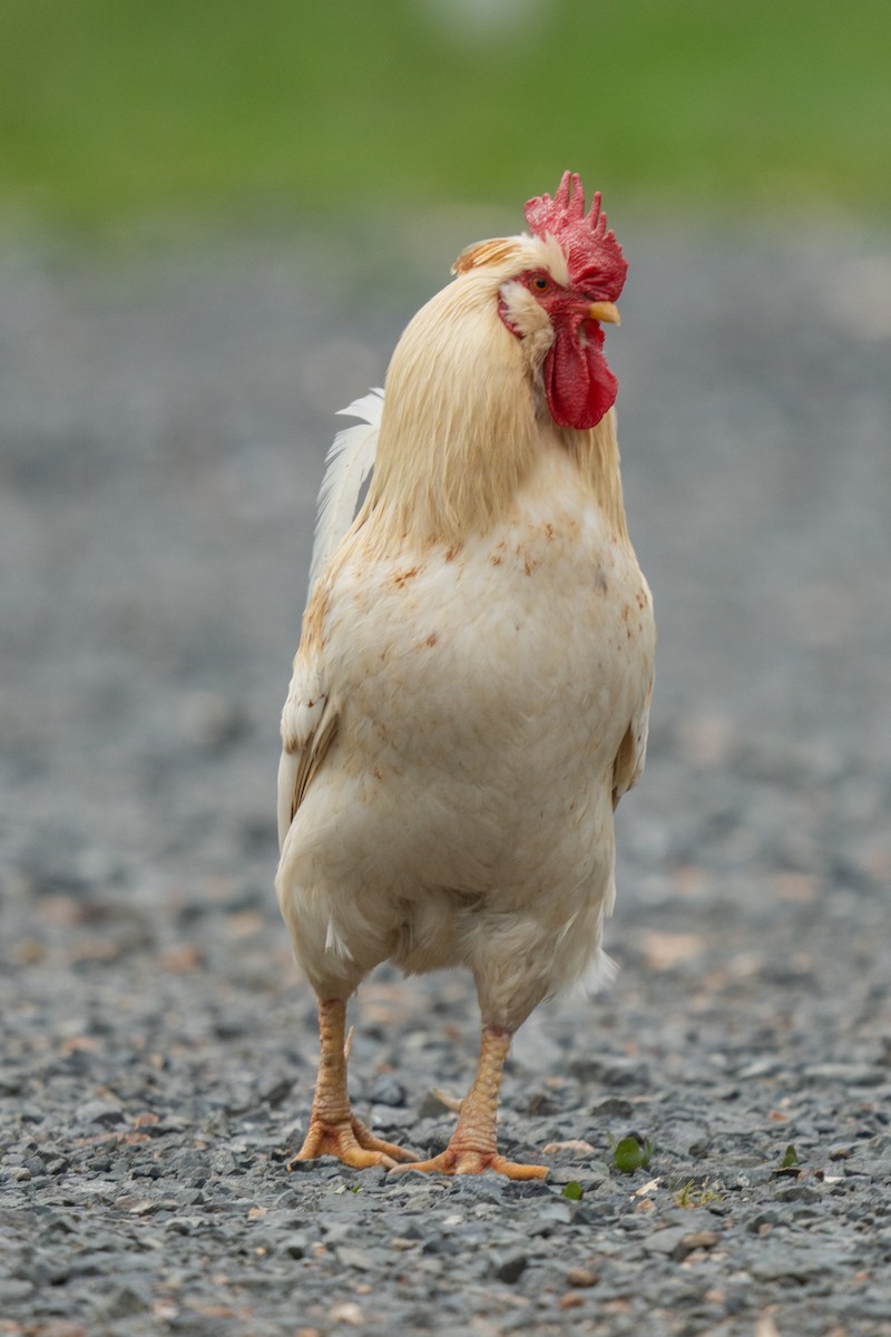 Red Junglefowl (Domestic type) - ML646665206
