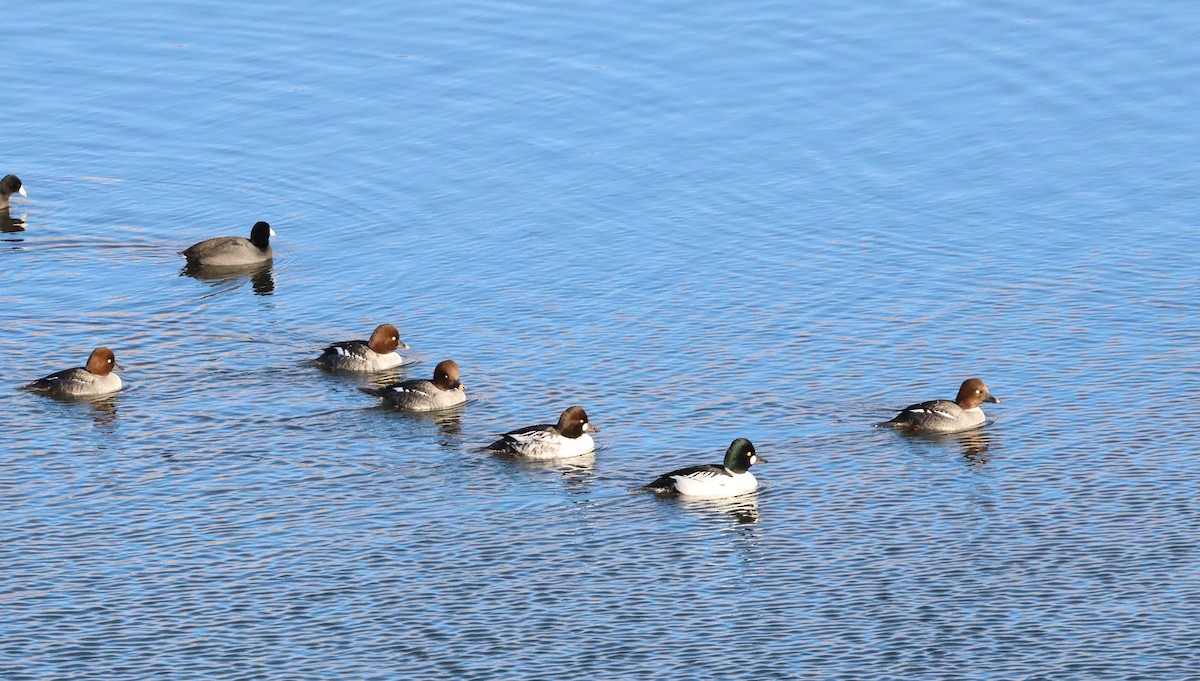 Common Goldeneye - ML646665207