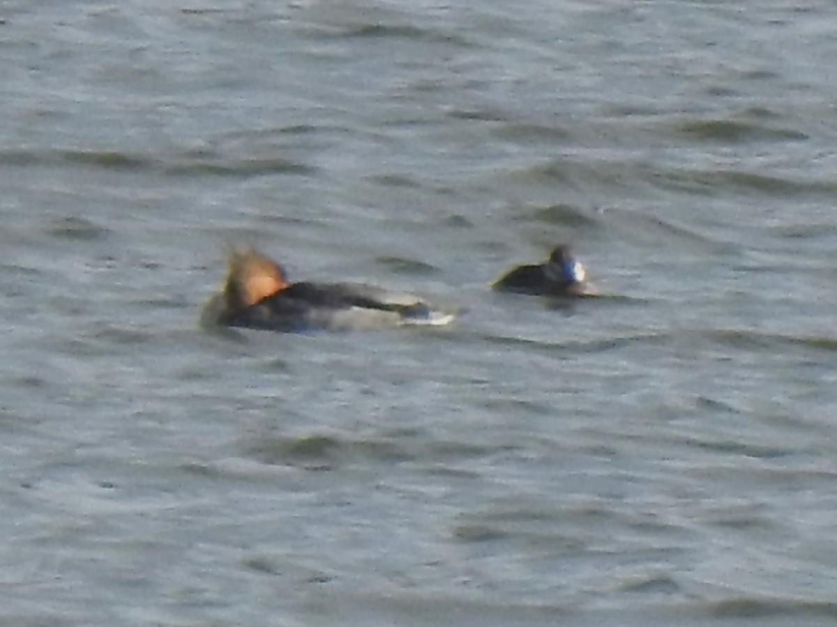 アカオタテガモ - ML646665211