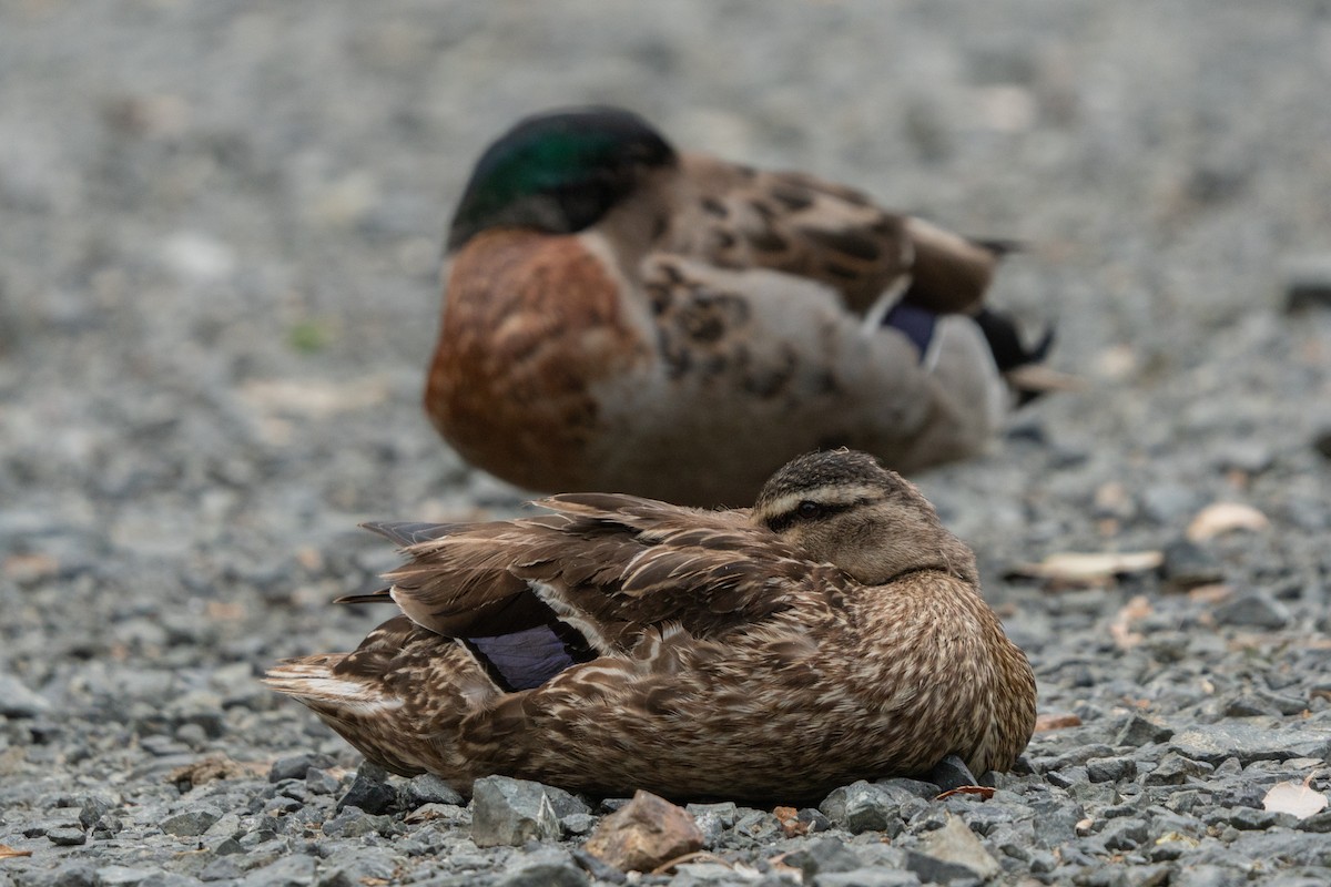 Mallard - ML646665214