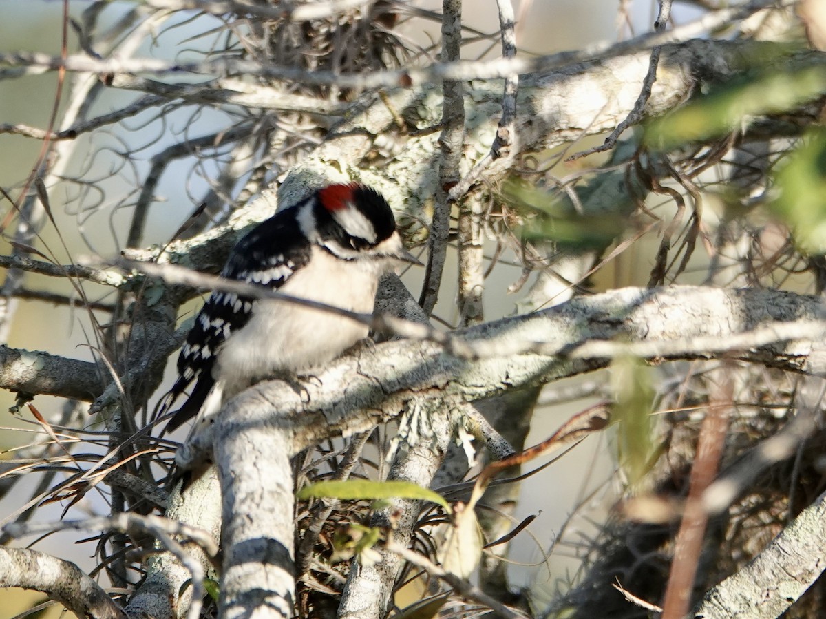 Downy Woodpecker - ML646665216