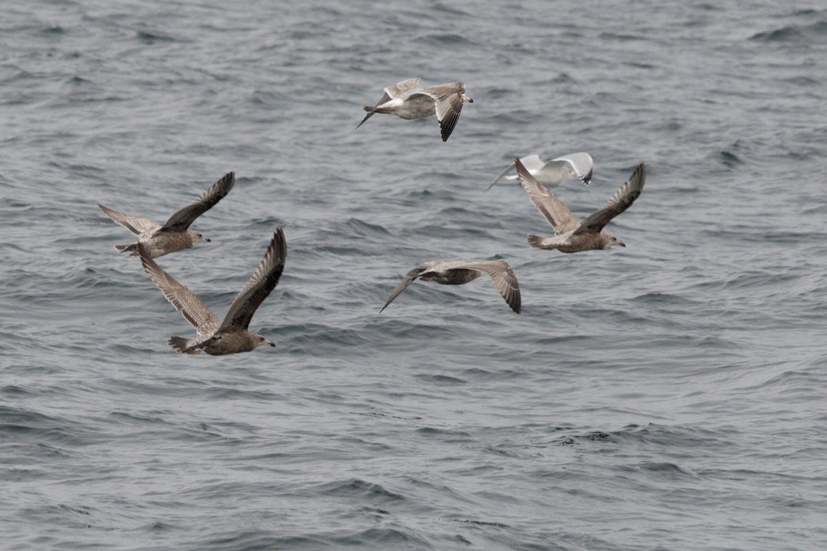 American Herring Gull - ML646665217