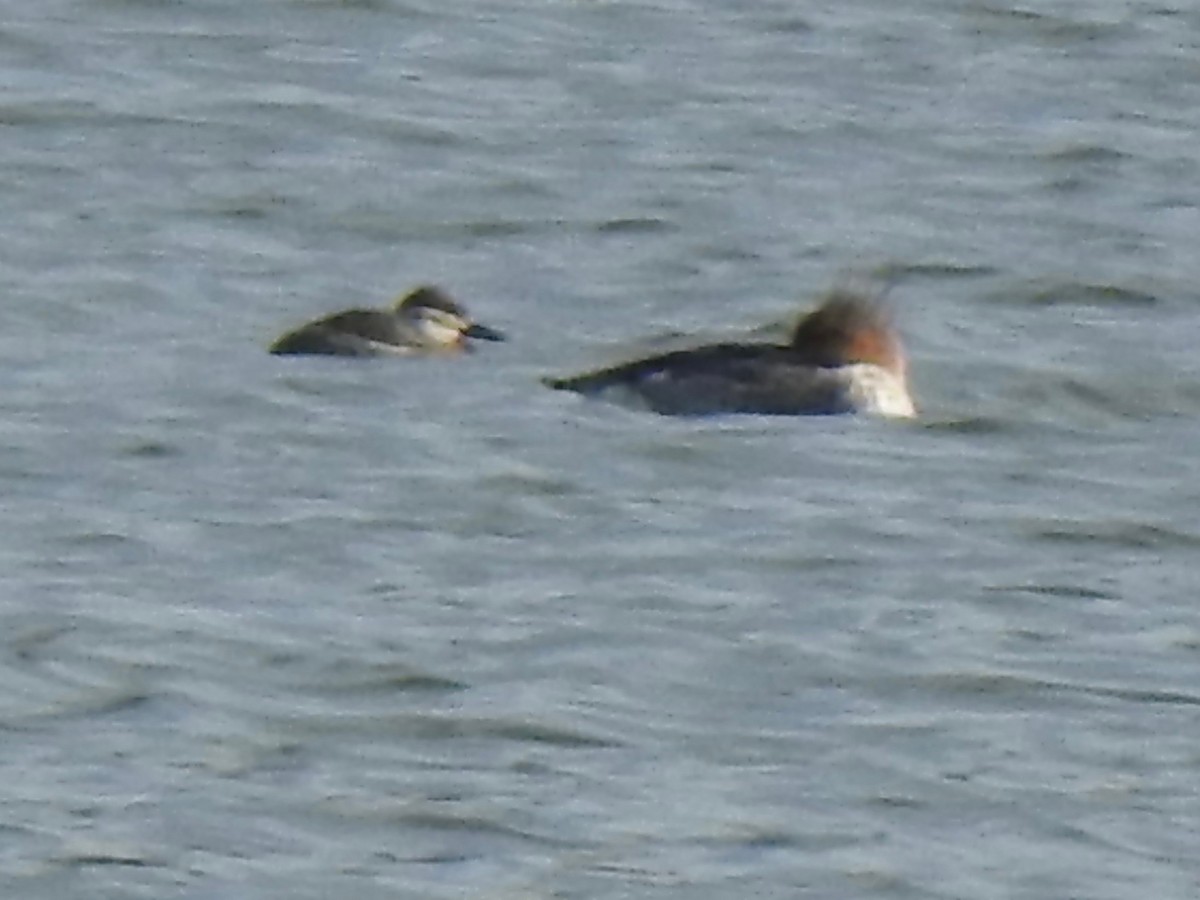 ウミアイサ - ML646665219