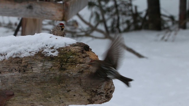 Pardillo Sizerín (norteño) - ML646665220