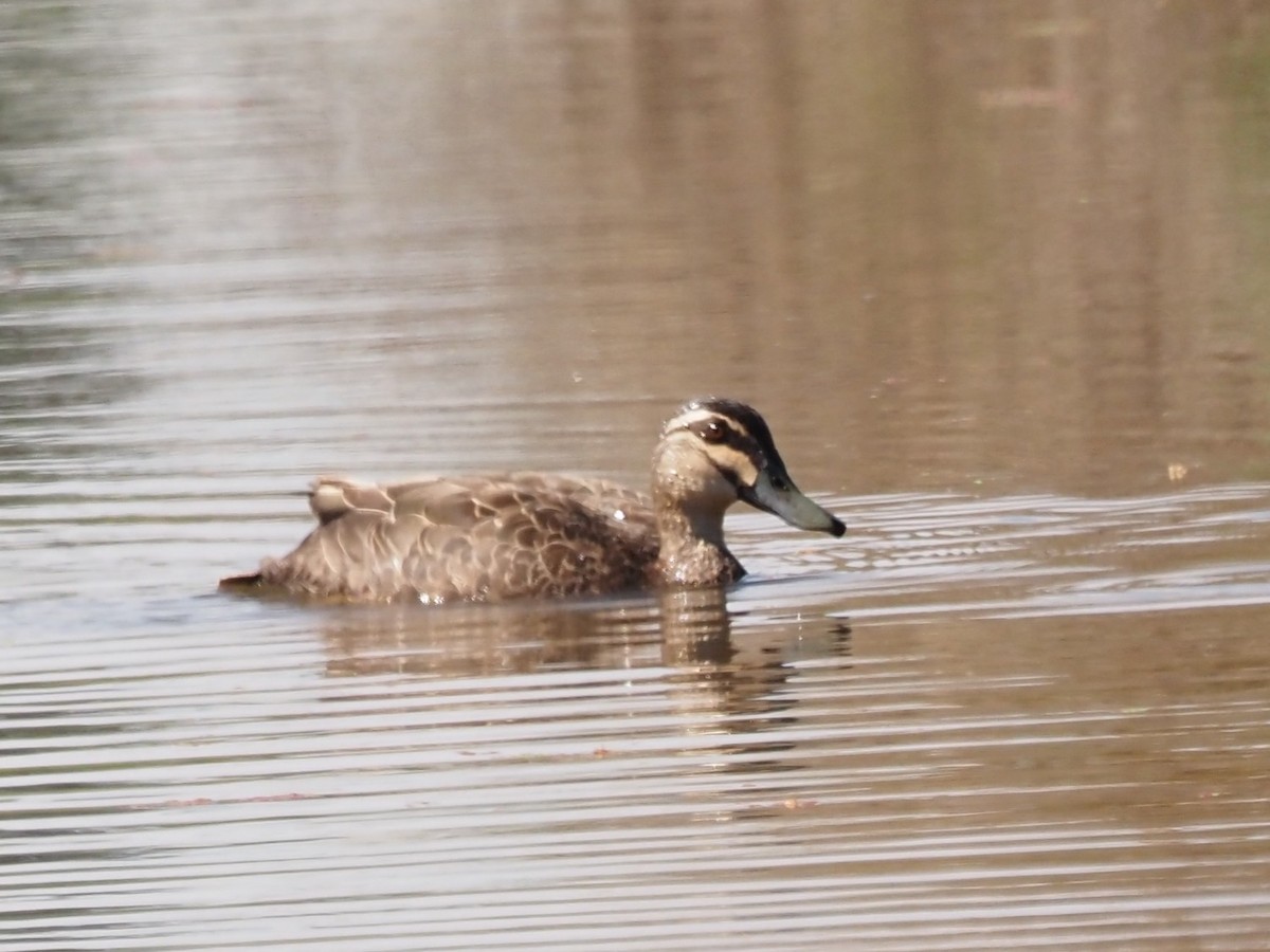 Pacific Black Duck - ML646665221