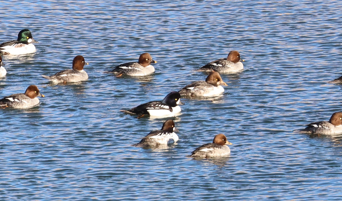 Common Goldeneye - ML646665222