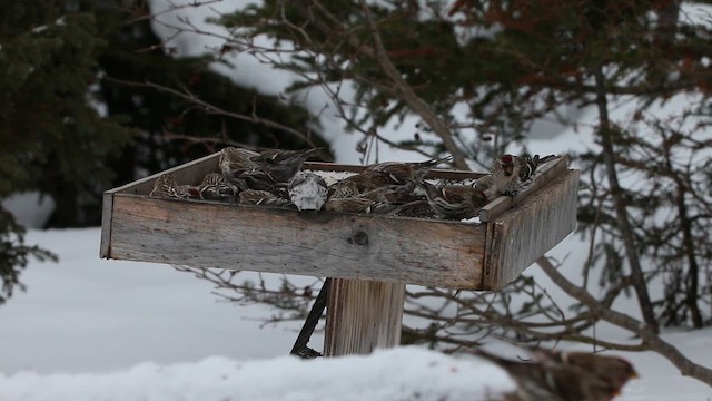 Pardillo Sizerín (norteño) - ML646665223