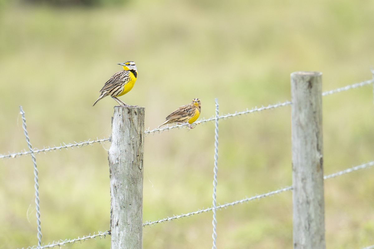 Eastern Meadowlark - ML646665227