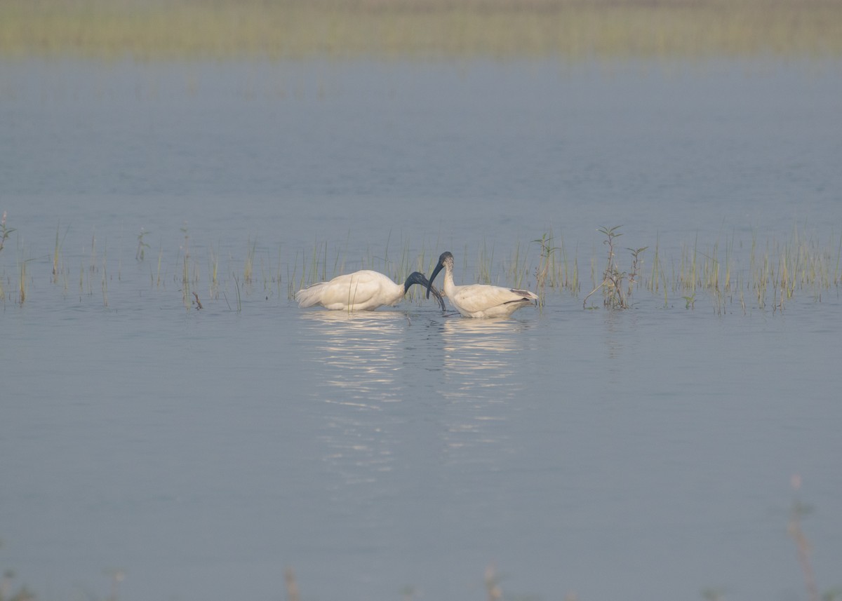 Black-headed Ibis - ML646665228
