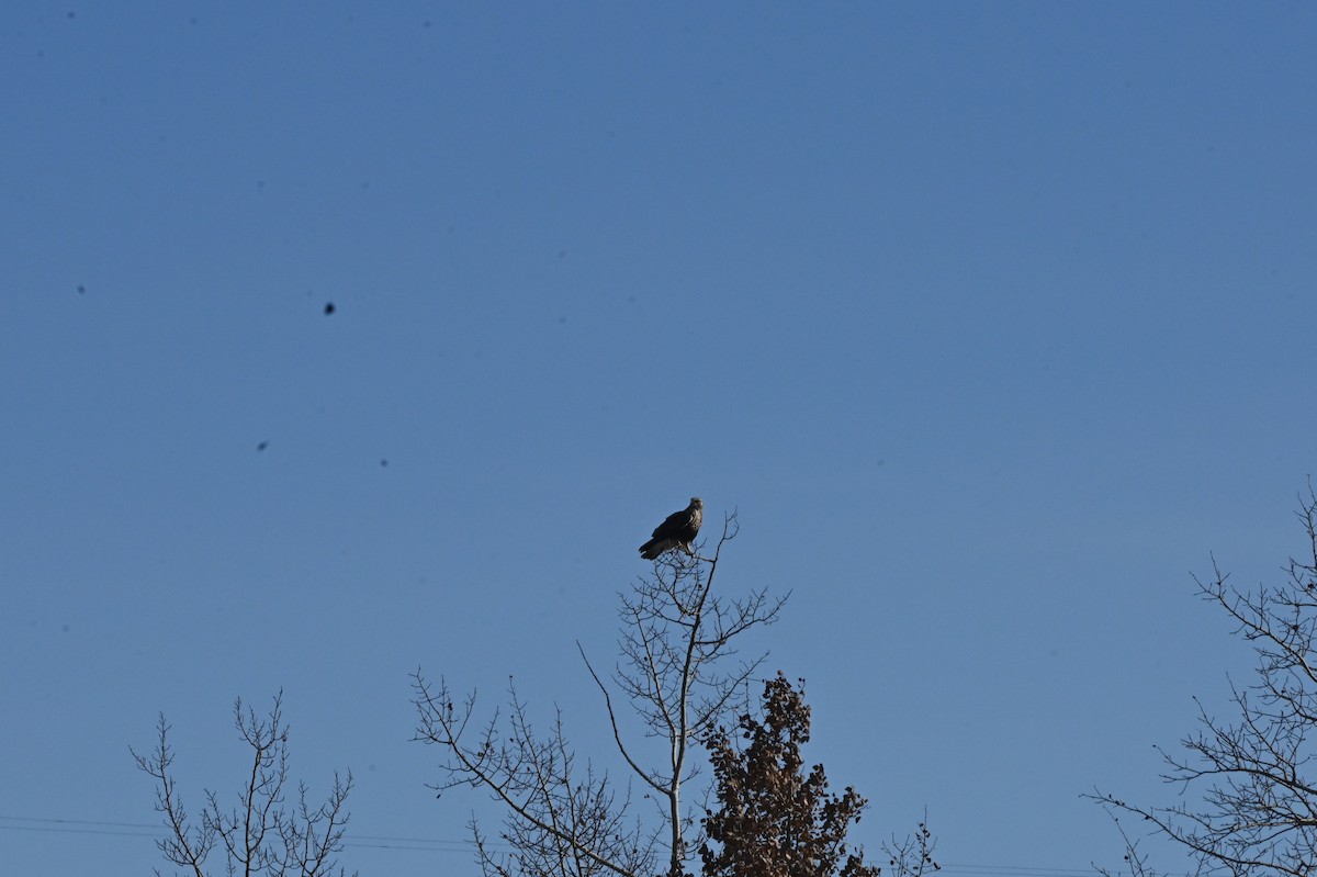 Rough-legged Hawk - ML646665229