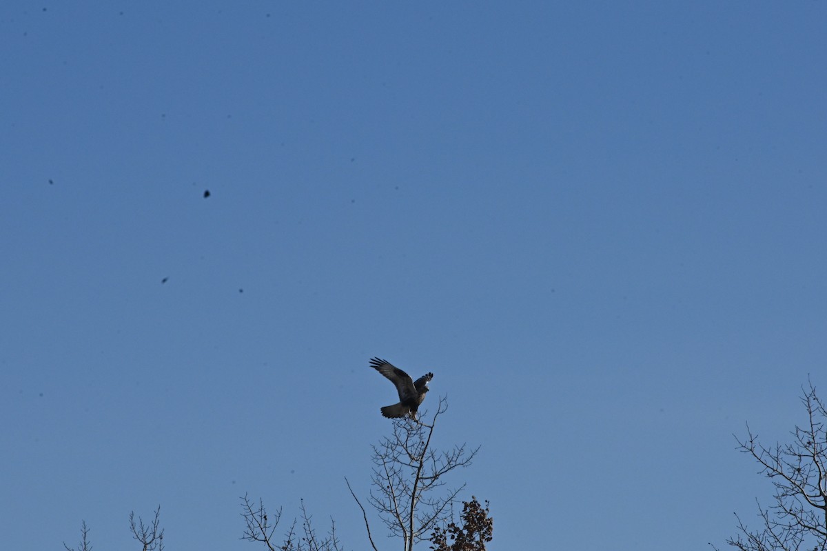 Rough-legged Hawk - ML646665230