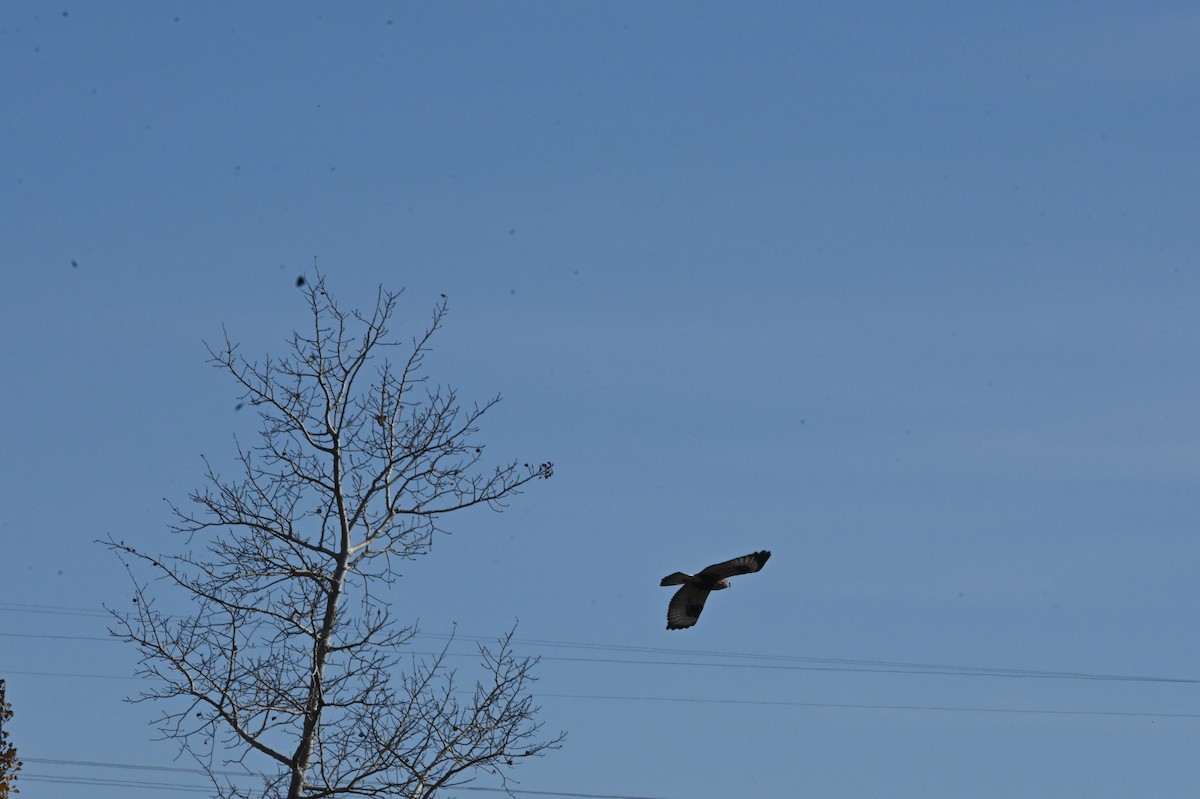 Rough-legged Hawk - ML646665231
