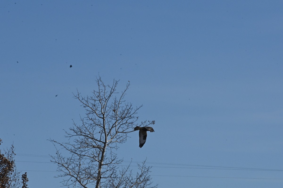 Rough-legged Hawk - ML646665232