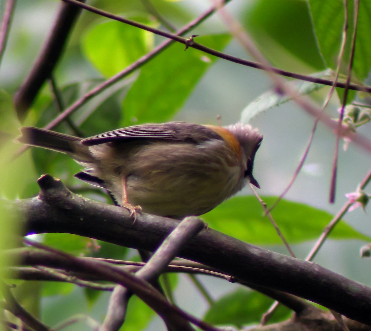 Whiskered Yuhina - ML646665233