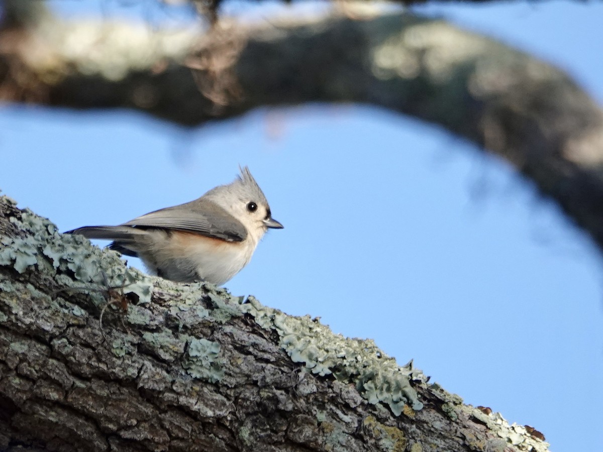 Tufted Titmouse - ML646665234