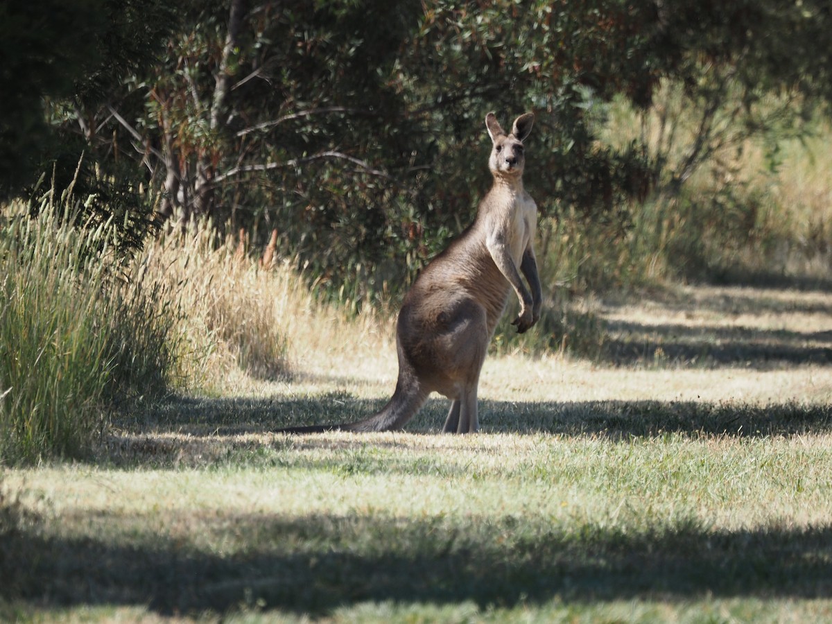 Eastern Grey Kangaroo - ML646665235