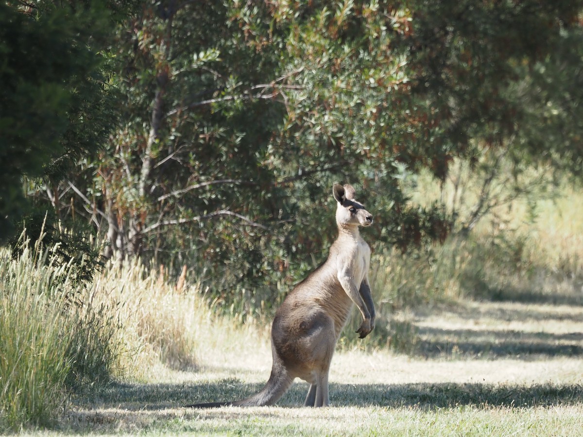 Eastern Grey Kangaroo - ML646665236