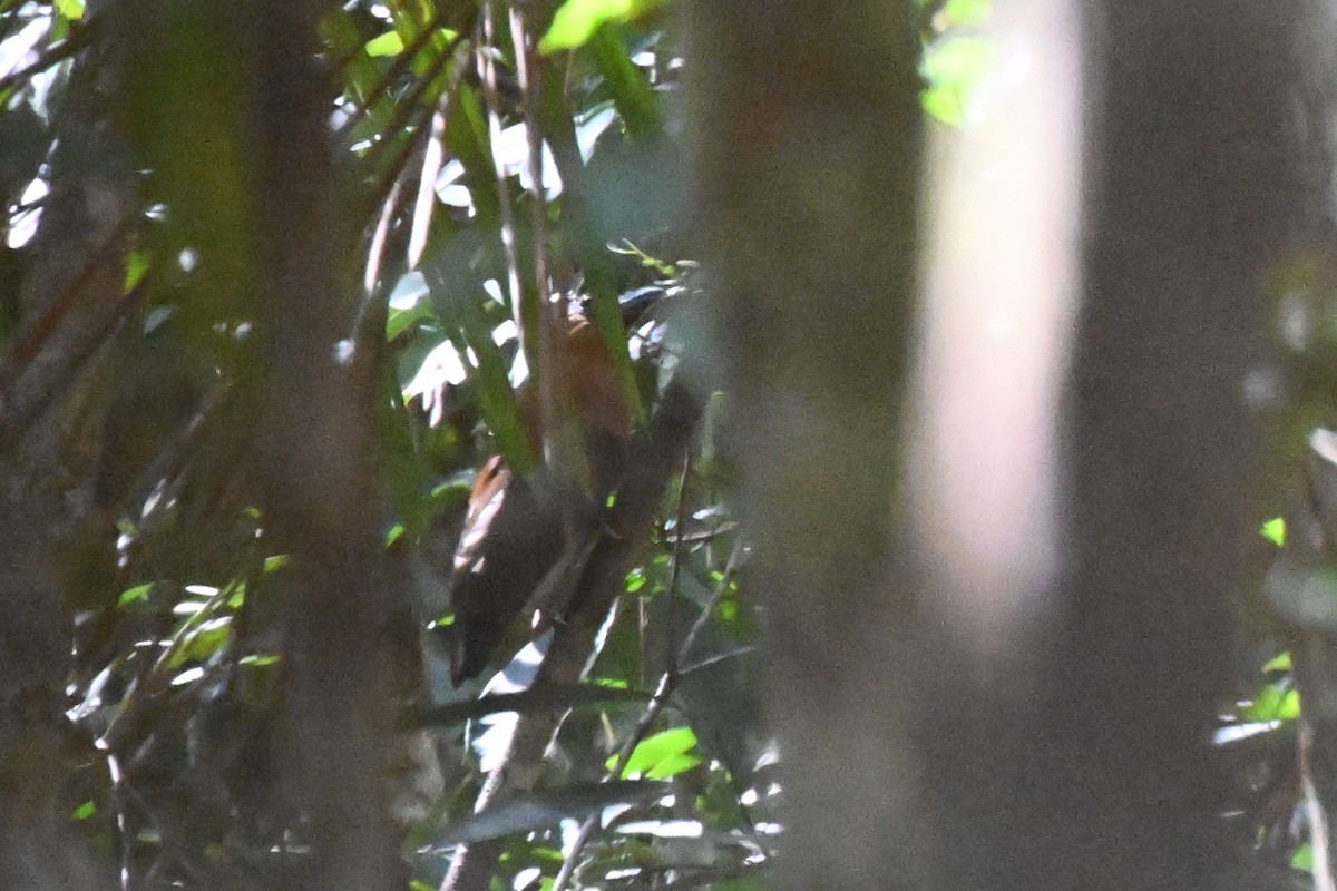 ハゲガオカザリドリ - ML646665247