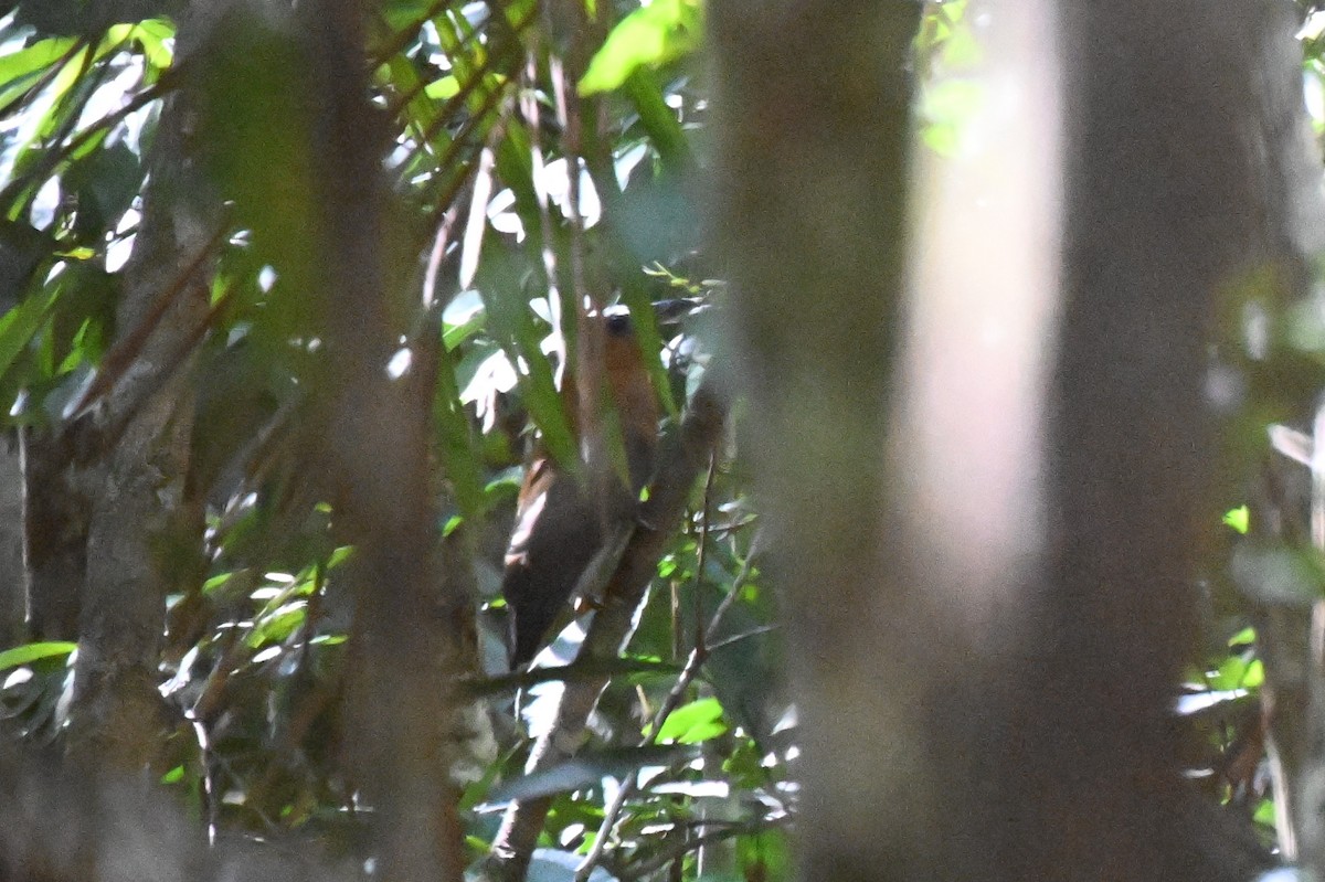 ハゲガオカザリドリ - ML646665248