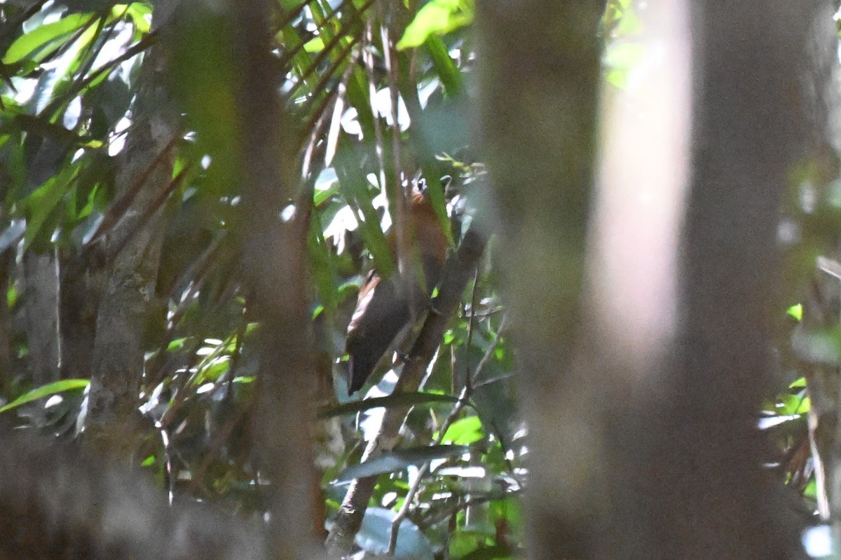 ハゲガオカザリドリ - ML646665249