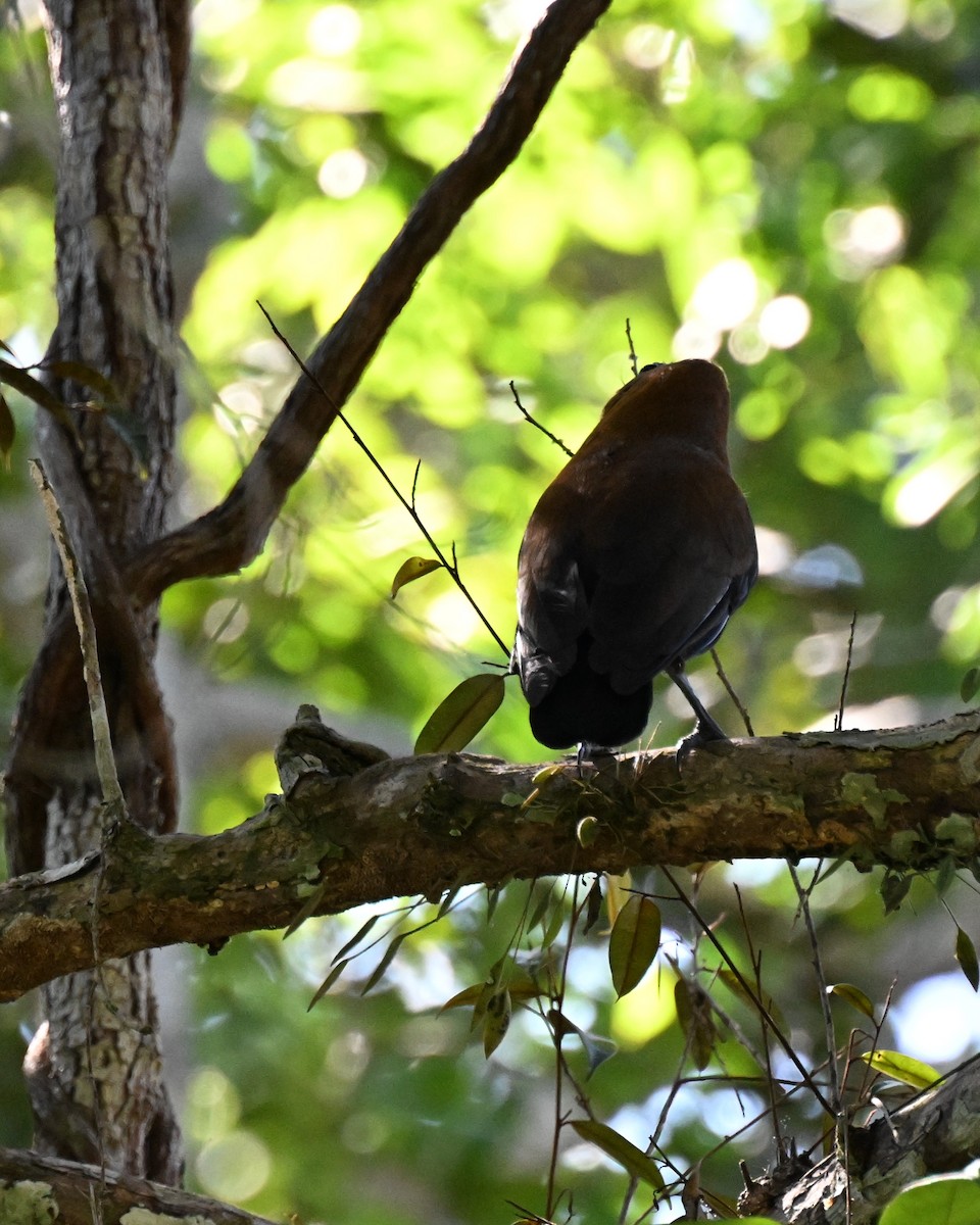 ハゲガオカザリドリ - ML646665250