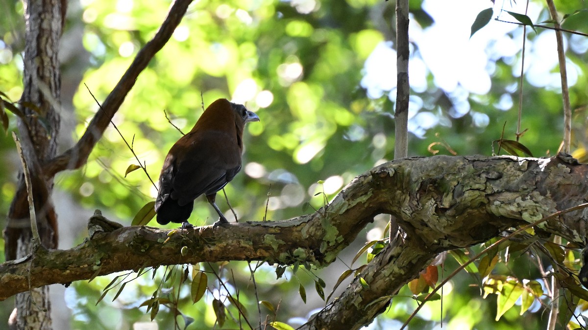 ハゲガオカザリドリ - ML646665251