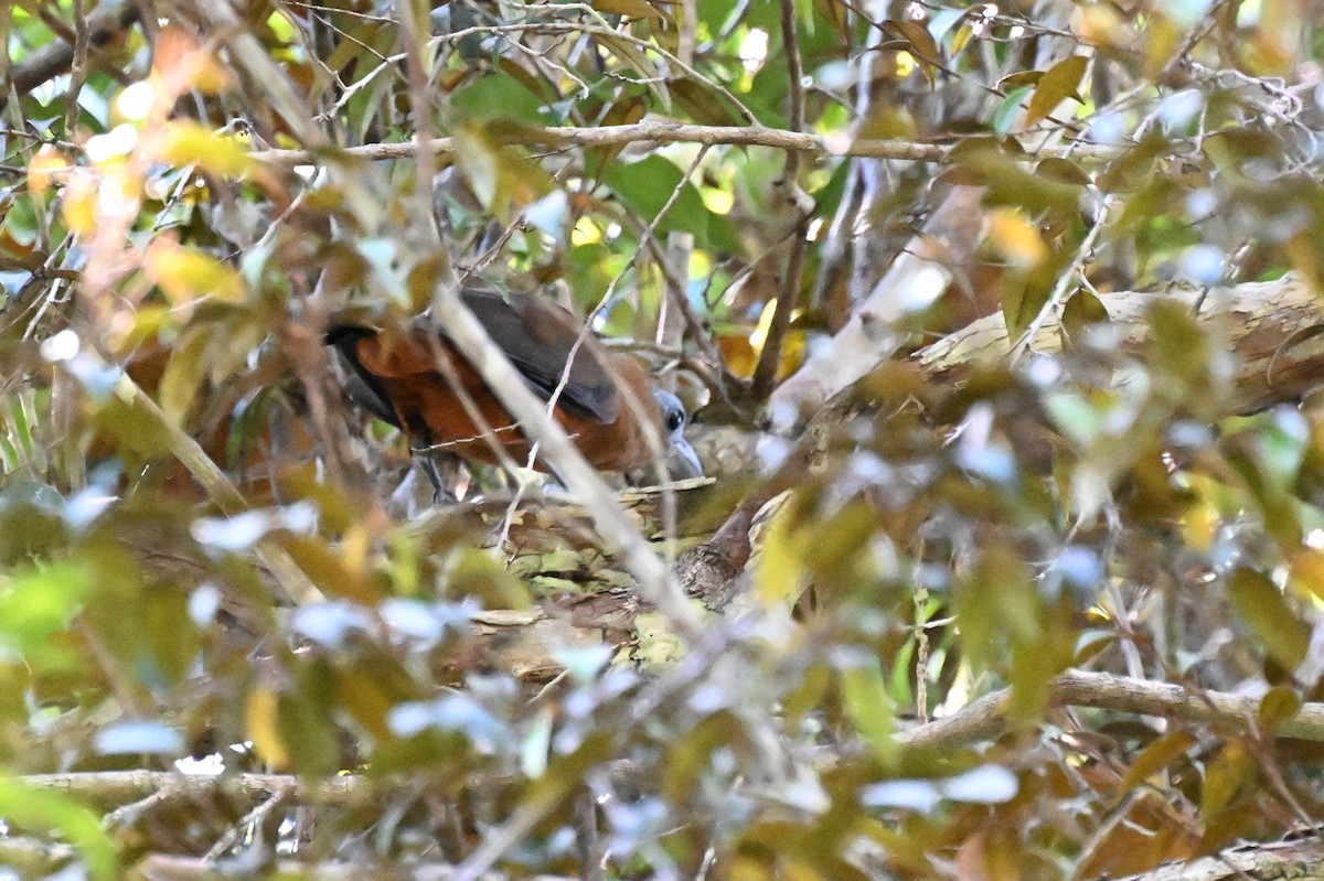 ハゲガオカザリドリ - ML646665252