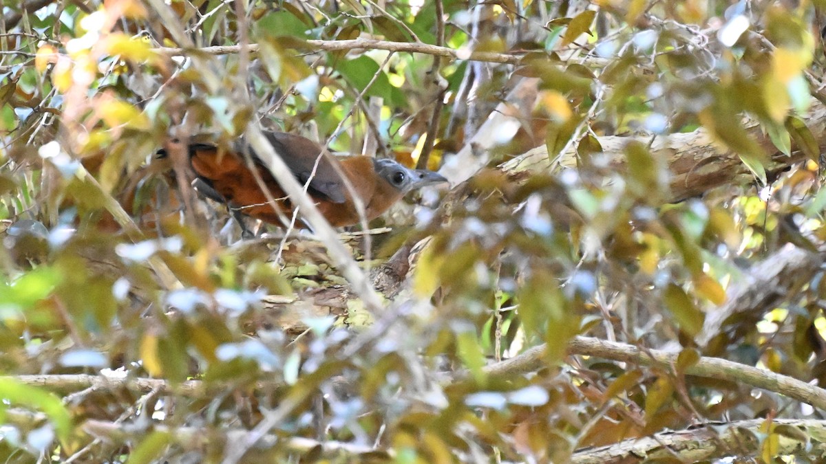 ハゲガオカザリドリ - ML646665253