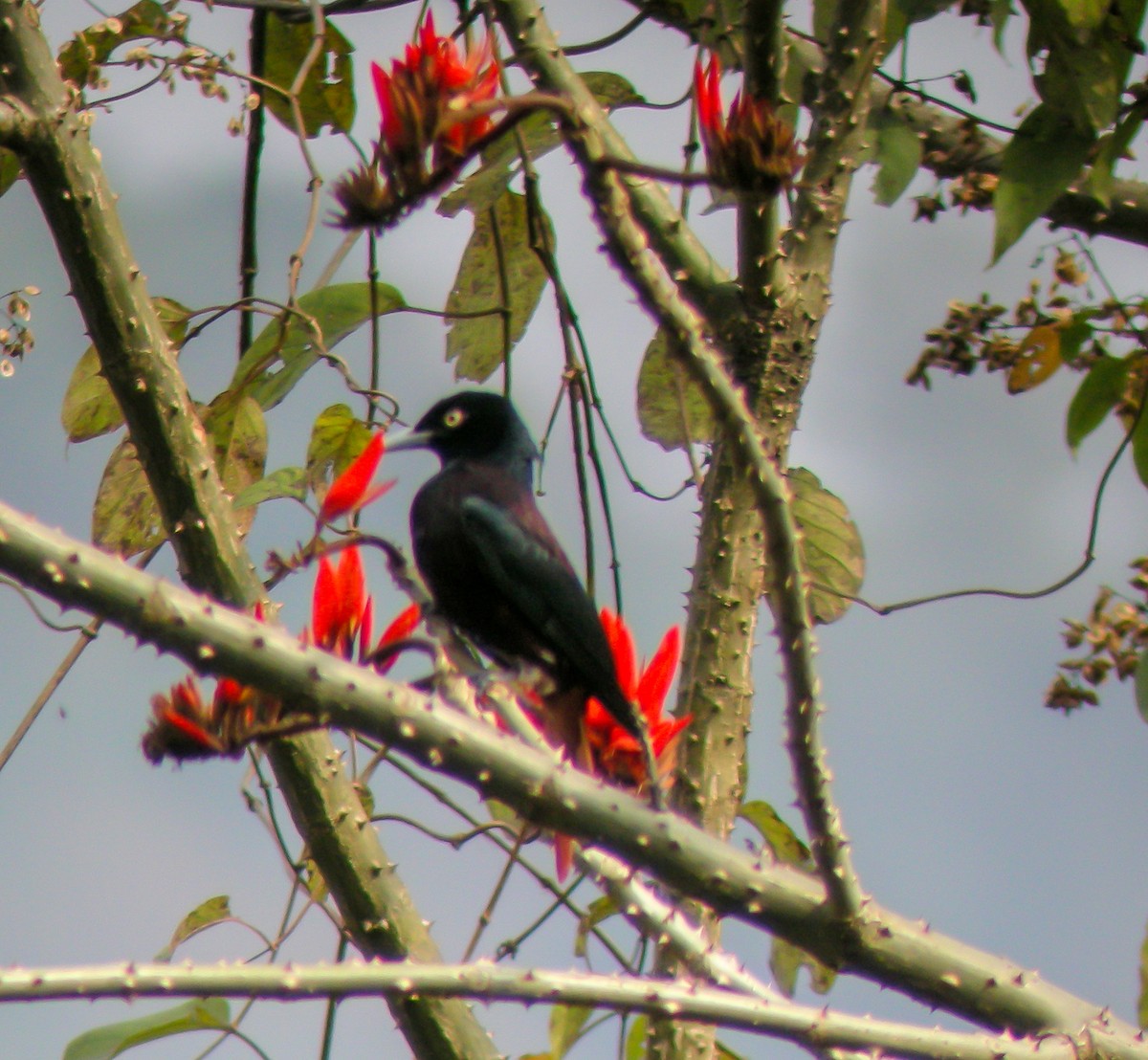Maroon Oriole - ML646665254