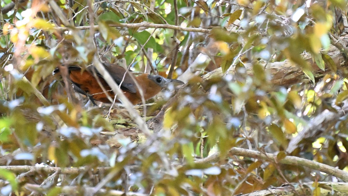 ハゲガオカザリドリ - ML646665255