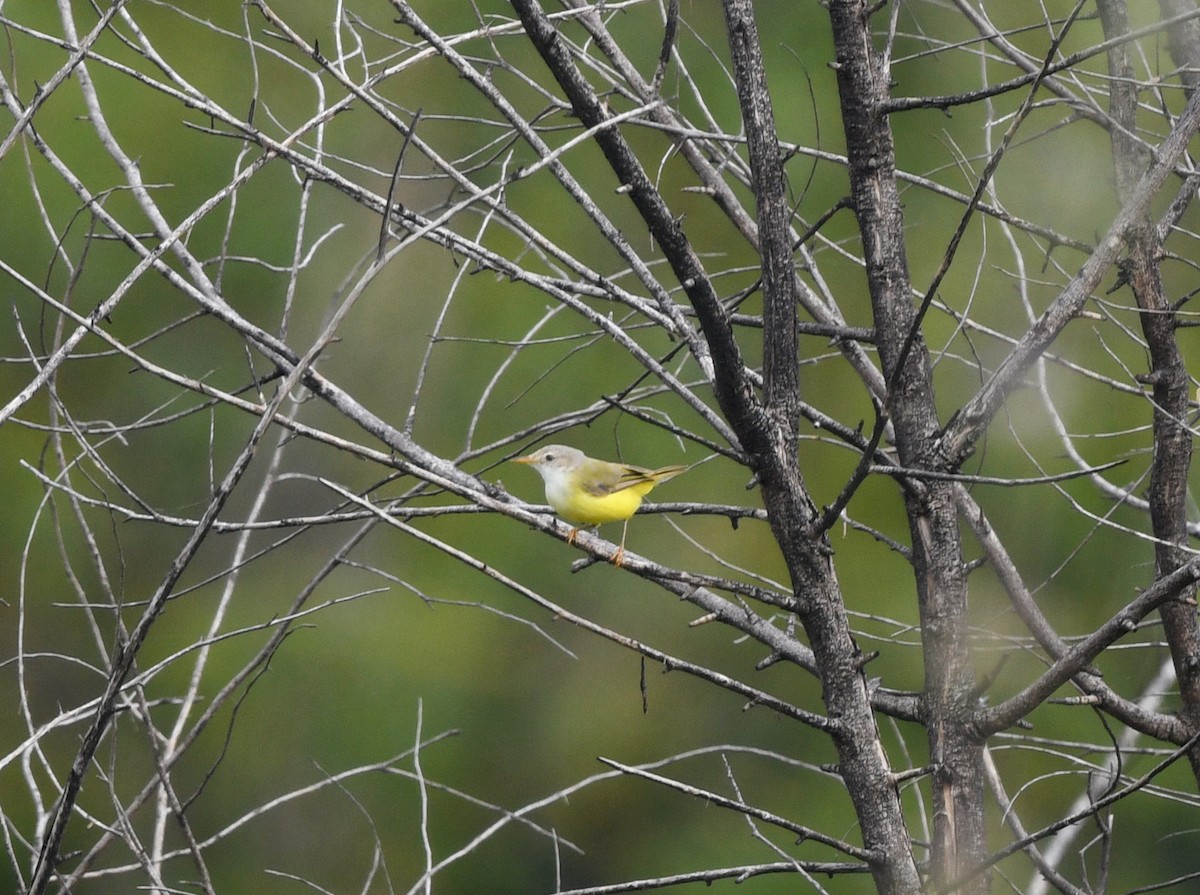 Senegal Eremomela - ML646665256