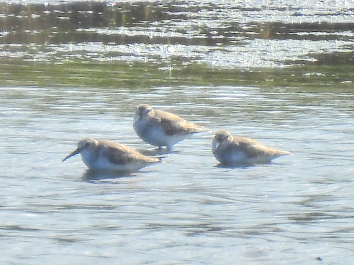 Piovanello pancianera - ML646665257