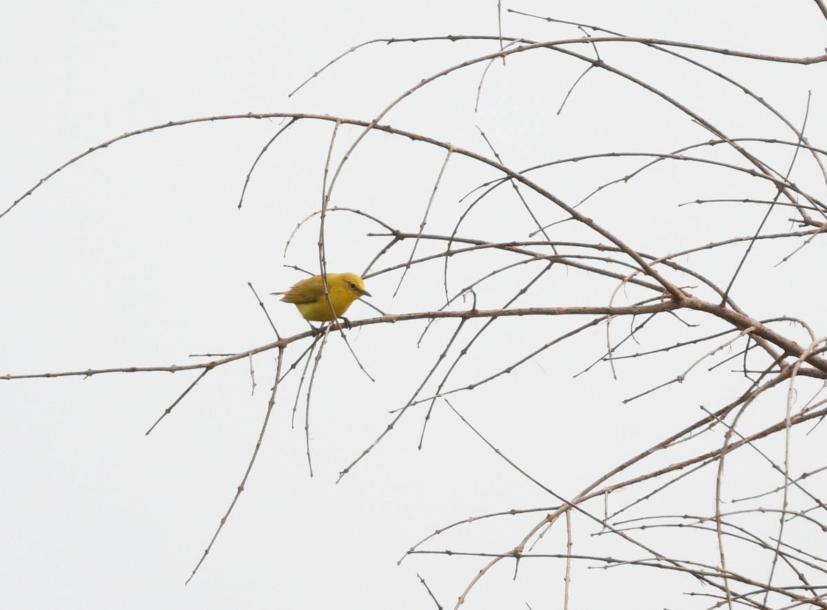 Northern Yellow White-eye - ML646665262