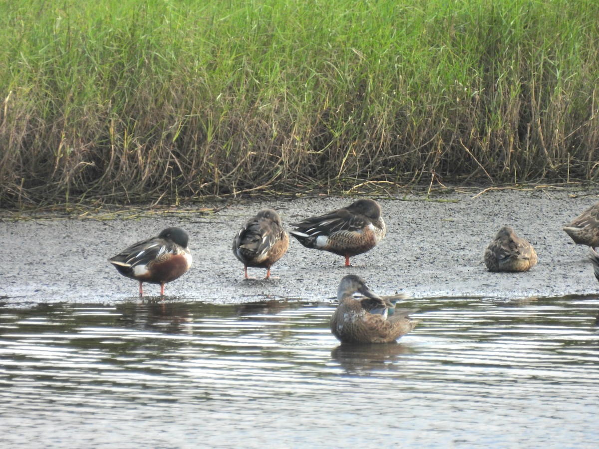 Mestolone - ML646665263