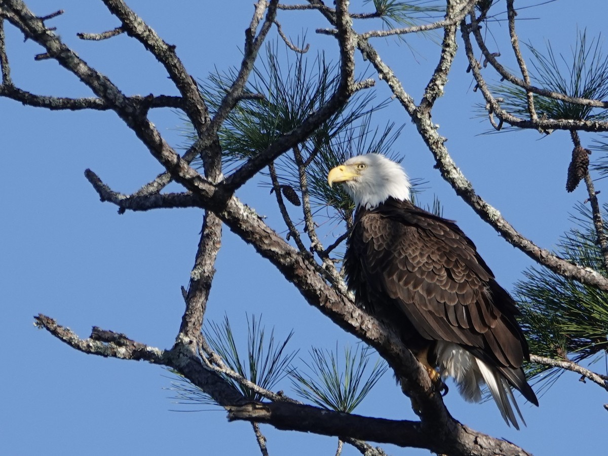 Bald Eagle - ML646665268