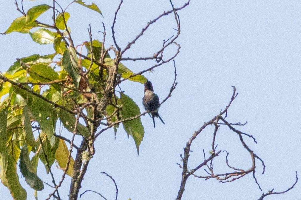 Santa Marta Woodstar - ML646665270