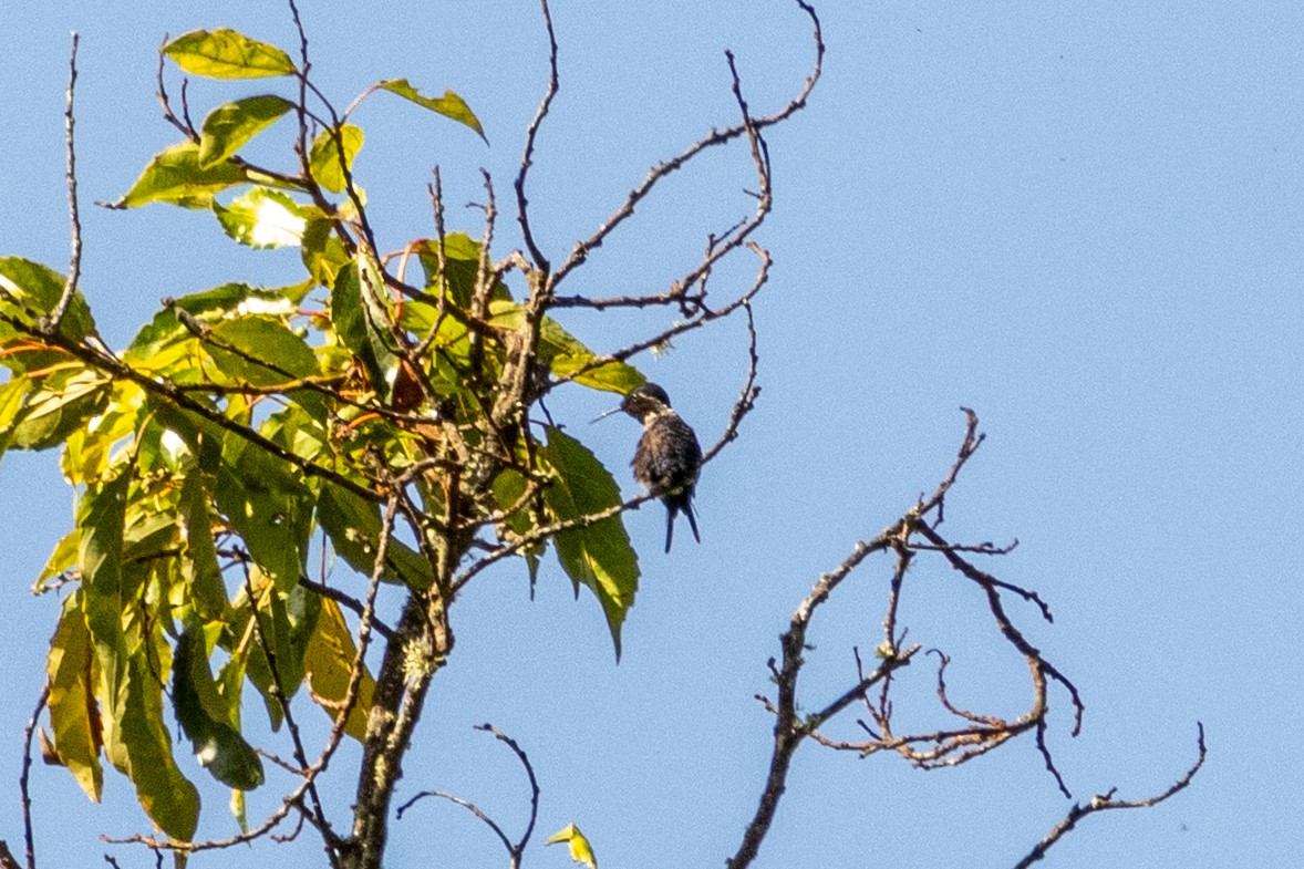 Santa Marta Woodstar - ML646665271