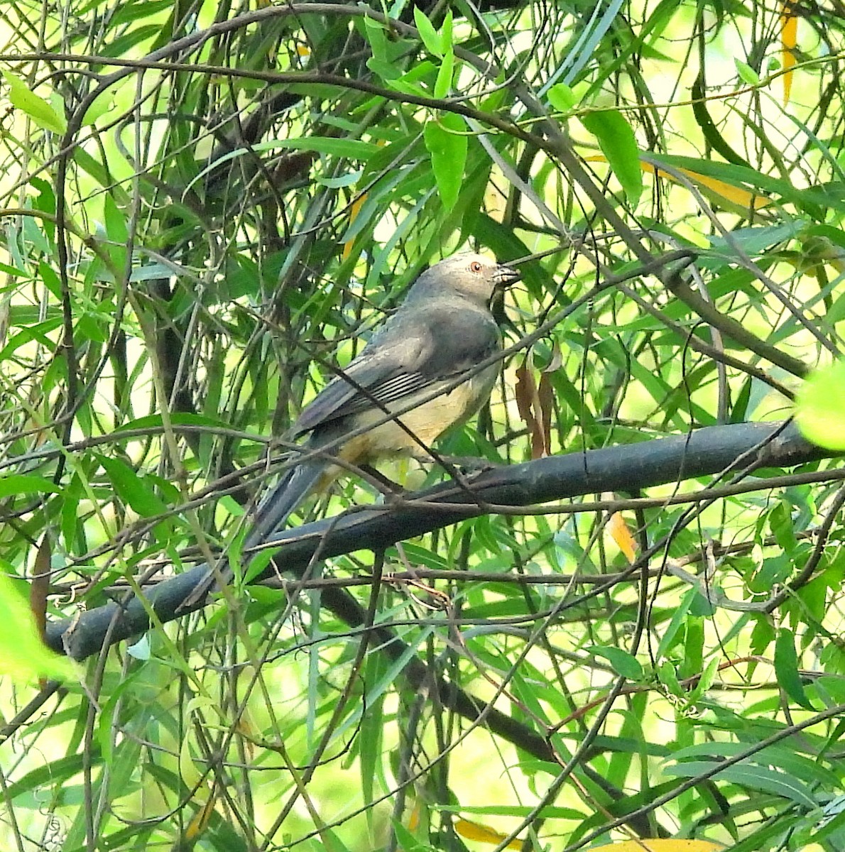 Grausaltator - ML646665274