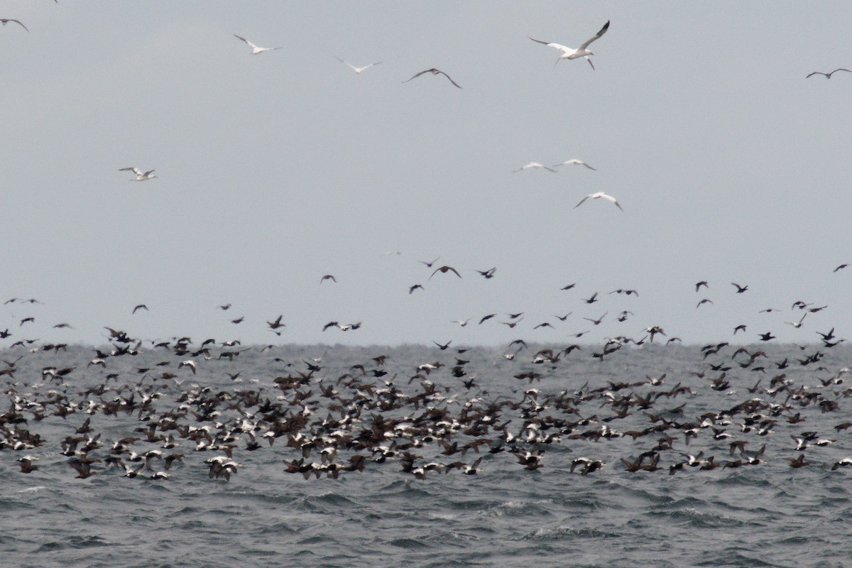 Common Eider - ML646665275