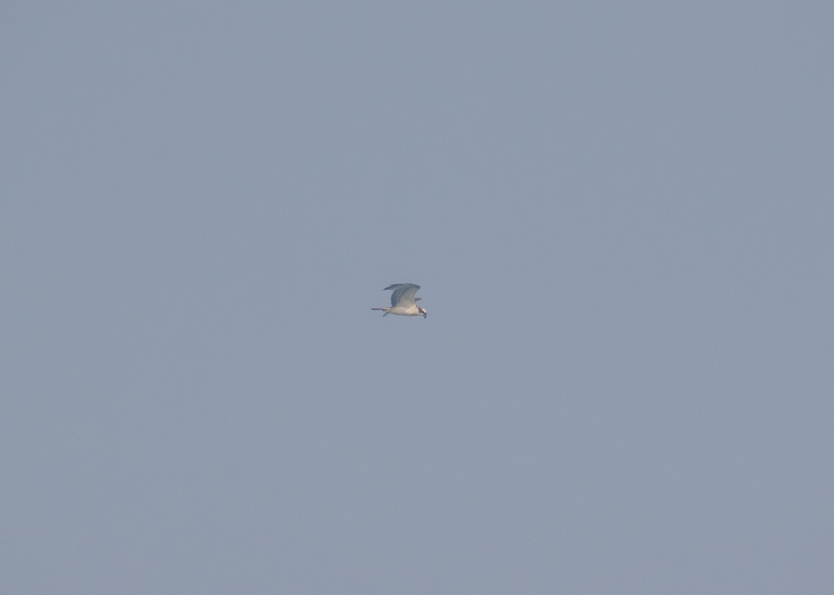 Osprey - ML646665277