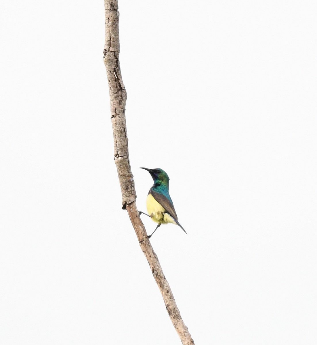 Variable Sunbird (Yellow-bellied) - ML646665278