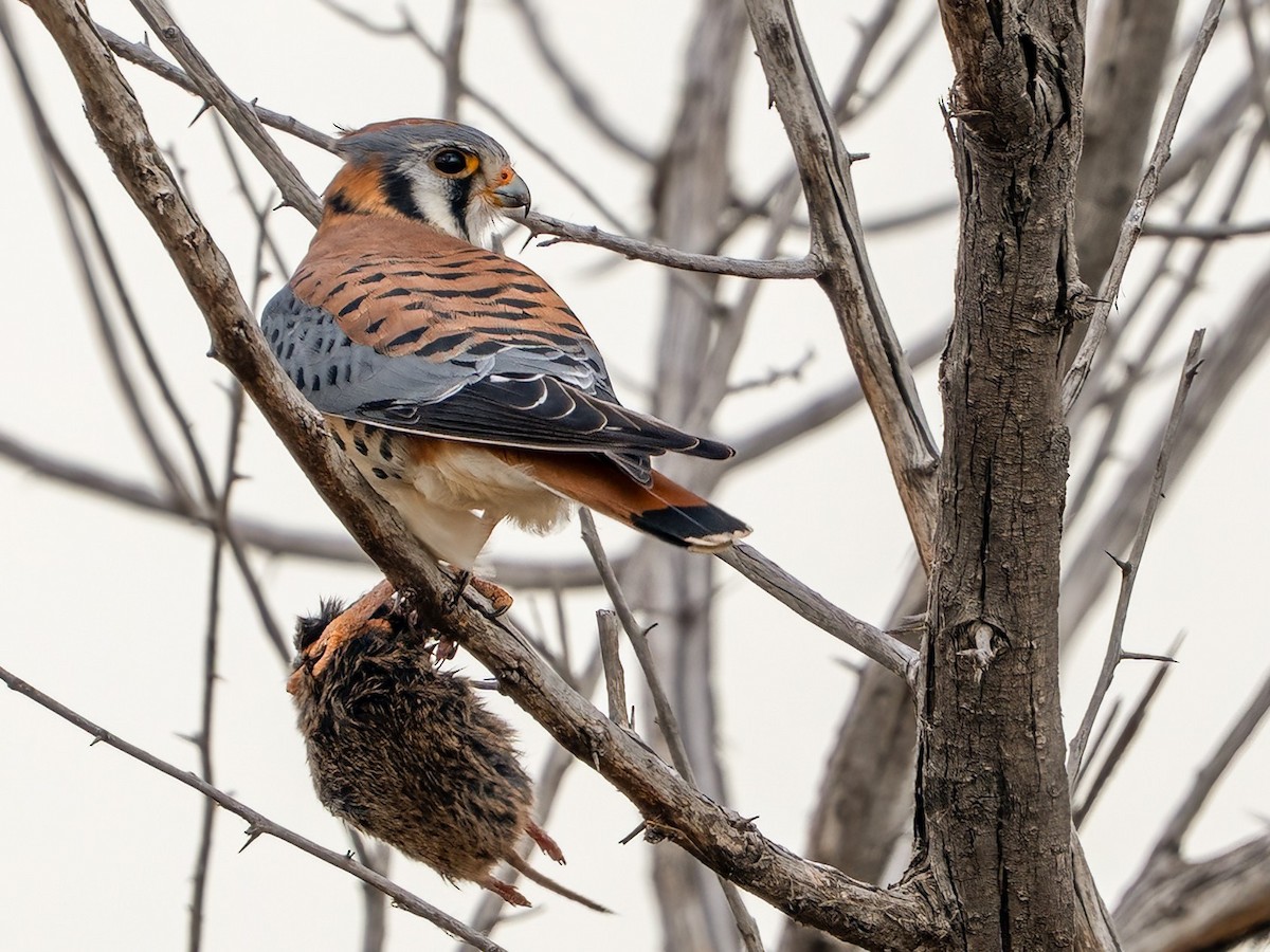 American Kestrel - ML646665280