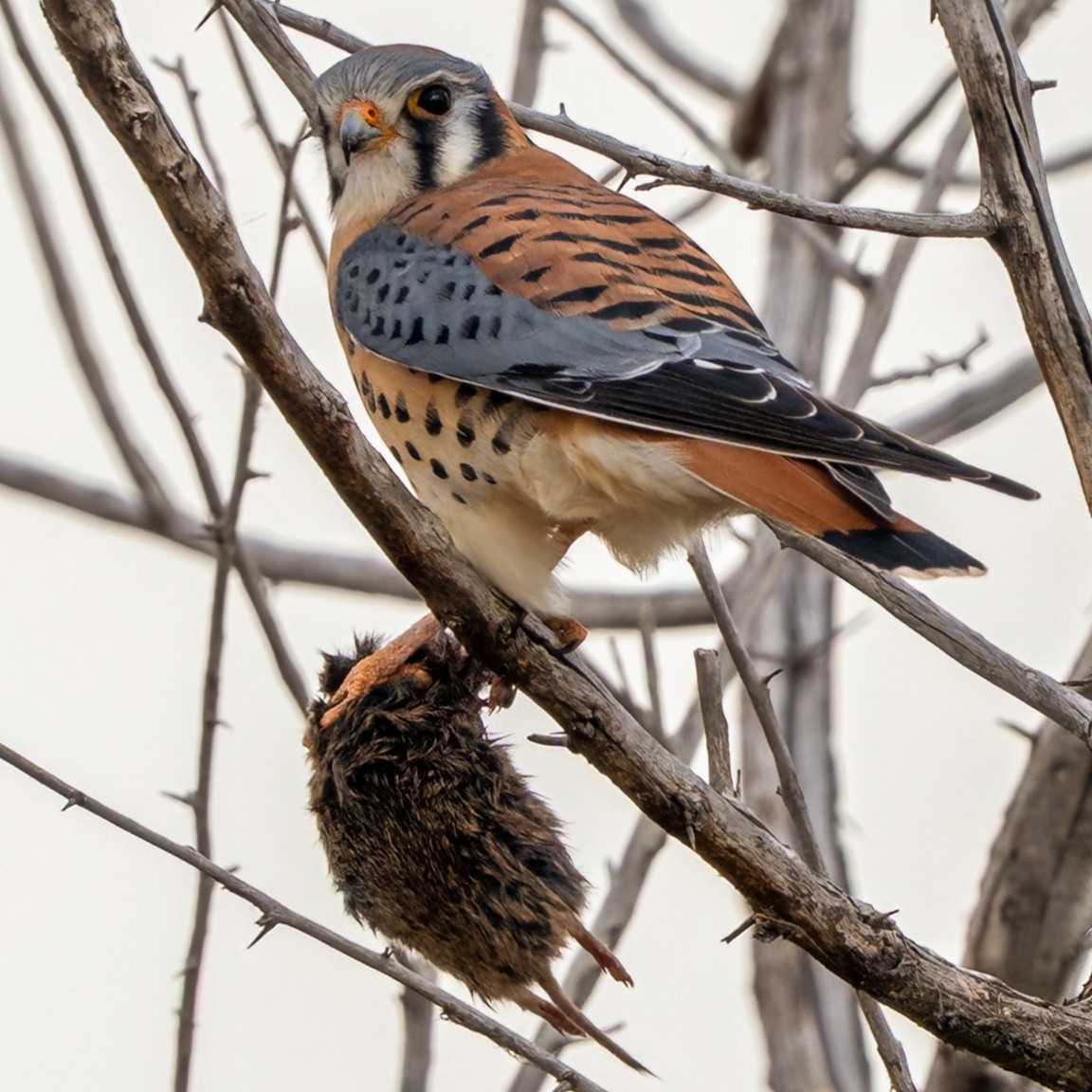 American Kestrel - ML646665282