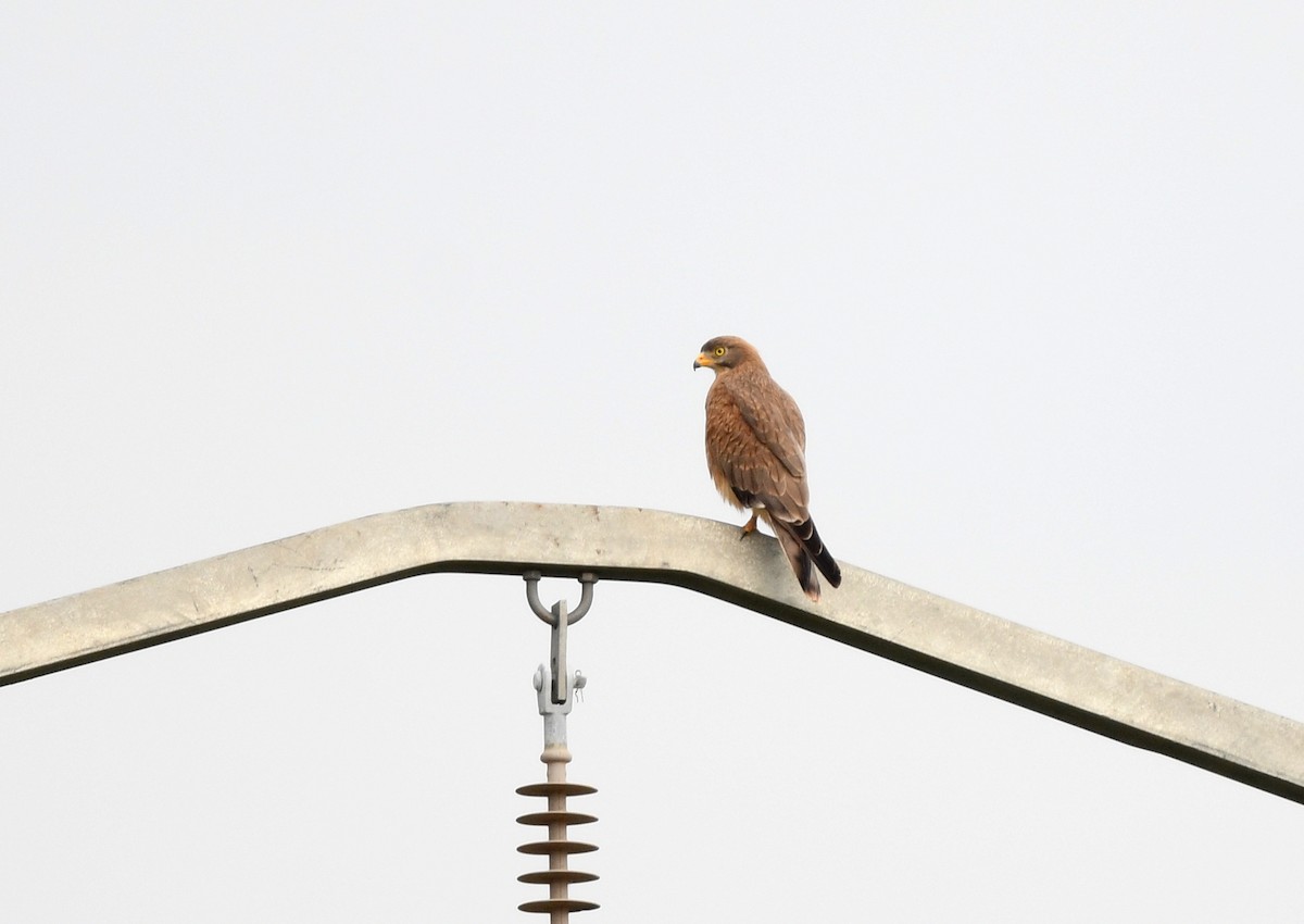 Grasshopper Buzzard - ML646665285