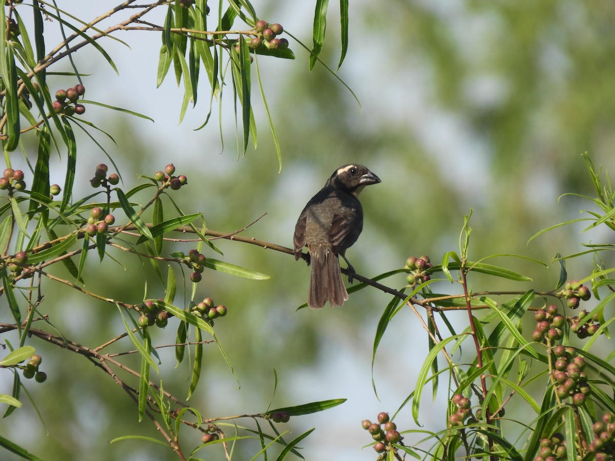 Goldschnabelsaltator - ML646665286