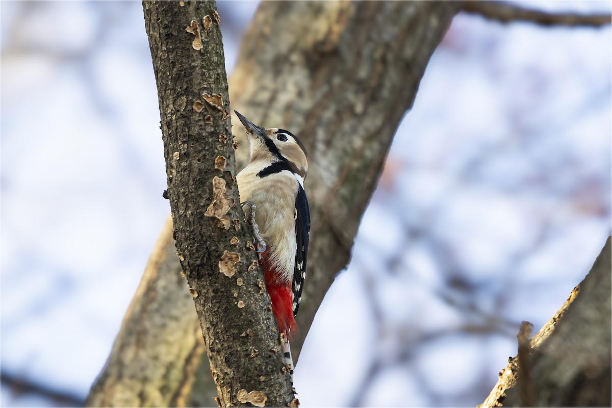 Great Spotted Woodpecker - ML646665288