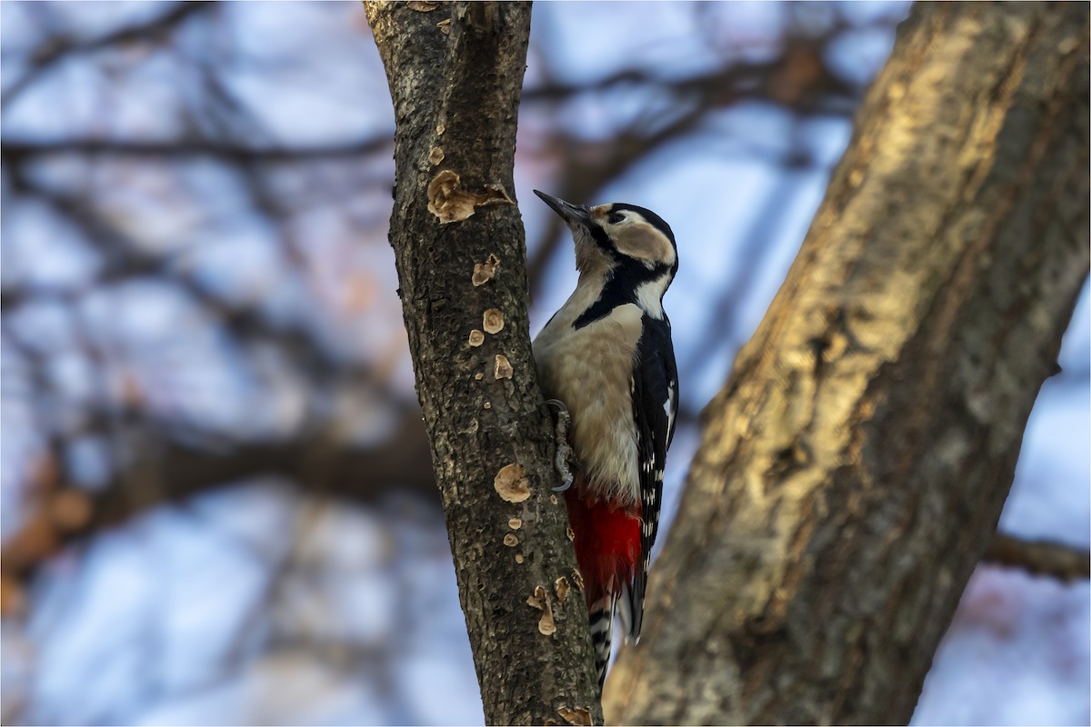 Great Spotted Woodpecker - ML646665290