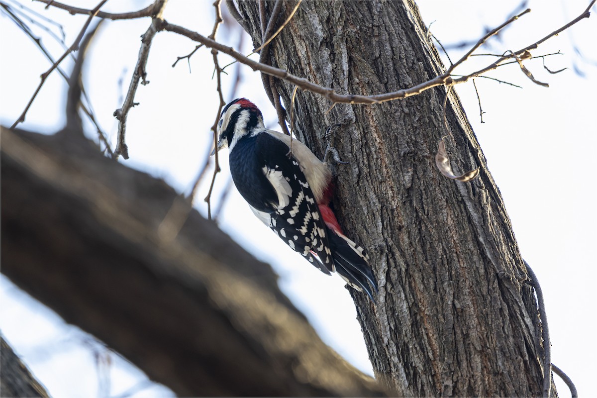 Great Spotted Woodpecker - ML646665291
